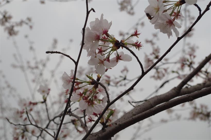 IMGP3943_愛(ài)奇藝.jpg